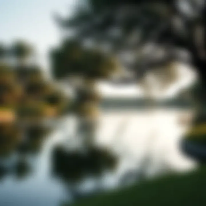 A serene lake surrounded by trees in a Dubai Park