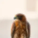 The majestic falcon, a symbol of strength and courage in the UAE.