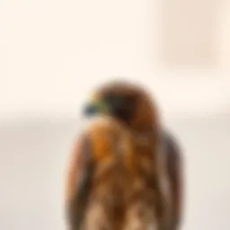 The majestic falcon, a symbol of strength and courage in the UAE.